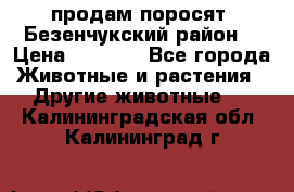 продам поросят .Безенчукский район  › Цена ­ 2 500 - Все города Животные и растения » Другие животные   . Калининградская обл.,Калининград г.